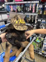 Zoé , a female German Shepherd Dog for sale in Stafford, VA – 2 of 2