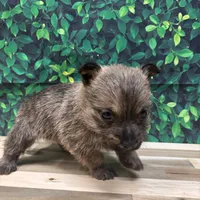 Kit, a male Cairn Terrier for sale in Detroit Lakes, MN – 4 of 5