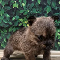 Kit, a male Cairn Terrier for sale in Detroit Lakes, MN – 1 of 5