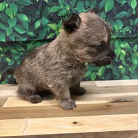 Kit, a male Cairn Terrier for sale in Detroit Lakes, MN – 5 of 5