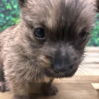 Kit, a male Cairn Terrier for sale in Detroit Lakes, MN – 3 of 5