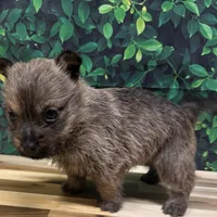 Kit, a male Cairn Terrier for sale in Detroit Lakes, MN – 2 of 5