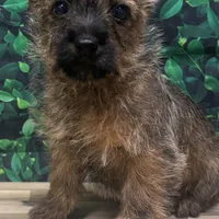 Jamal, a male Cairn Terrier for sale in Detroit Lakes, MN – 2 of 5