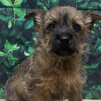 Jamal, a male Cairn Terrier for sale in Detroit Lakes, MN – 1 of 5