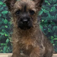 Jamal, a male Cairn Terrier for sale in Detroit Lakes, MN – 3 of 5