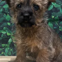 Jamal, a male Cairn Terrier for sale in Detroit Lakes, MN – 4 of 5