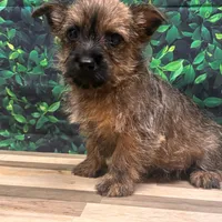 Jamal, a male Cairn Terrier for sale in Detroit Lakes, MN – 5 of 5