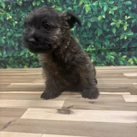 Jeremy, a male Cairn Terrier for sale in Detroit Lakes, MN – 5 of 6