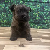 Jeremy, a male Cairn Terrier for sale in Detroit Lakes, MN – 4 of 6