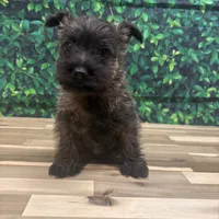 Jeremy, a male Cairn Terrier for sale in Detroit Lakes, MN – 1 of 6