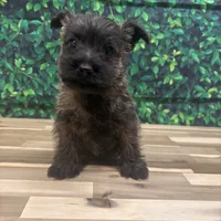 Jeremy, a male Cairn Terrier for sale in Detroit Lakes, MN – 3 of 6