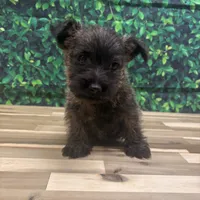 Jeremy, a male Cairn Terrier for sale in Detroit Lakes, MN – 2 of 6