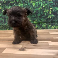 Jeremy, a male Cairn Terrier for sale in Detroit Lakes, MN – 6 of 6