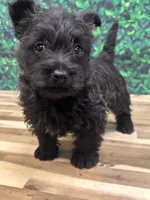 processed/b022dc9f-76a8-46ad-98e3-bd6c20bf0dfa/listing/be0d5590-6aa7-4b27-869a-5ba9dad234ff/58632cda-ccc9-4011-99f2-2192683496e8