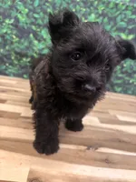 processed/b022dc9f-76a8-46ad-98e3-bd6c20bf0dfa/listing/be0d5590-6aa7-4b27-869a-5ba9dad234ff/d2993bfd-c3ff-4ee0-9247-f2b007558508