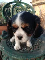 processed/b0233b1b-8e56-4c3e-831d-a63c9ac26648/facility/f917c3c1-ccff-4645-ab1d-a0da9329e01e