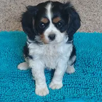 processed/b0233b1b-8e56-4c3e-831d-a63c9ac26648/facility/f976cf38-b74c-4da1-a1c5-a98c3ae13c5c