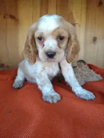 Clover, a male Cockalier for sale in Arroyo Grande, CA – 4 of 10