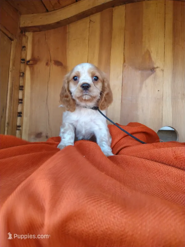 Clover – Cockalier puppy for sale in Arroyo Grande, CA