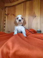 Clover, a male Cockalier for sale in Arroyo Grande, CA – 1 of 10
