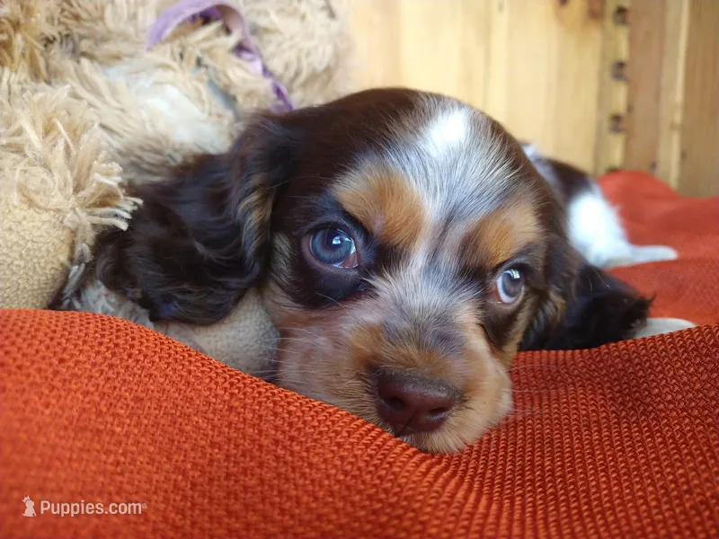 Cocoa – Cockalier puppy for sale in Arroyo Grande, CA