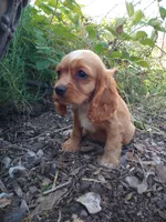 Ginger, a female Cockalier for sale in Arroyo Grande, CA – 8 of 9