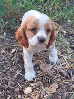 Bo, a male Cocker Spaniel and Cockalier for sale in Arroyo Grande, CA – 6 of 10