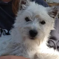 Westie boy, a male West Highland White Terrier for sale in Arroyo Grande, CA – Photo 3 of 3
