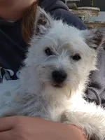 Westie boy, a male West Highland White Terrier for sale in Arroyo Grande, CA – Photo 3 of 3