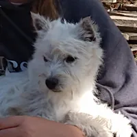 Westie boy, a male West Highland White Terrier for sale in Arroyo Grande, CA – Photo 2 of 3