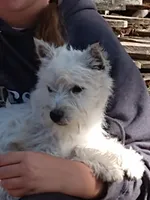 Westie boy, a male West Highland White Terrier for sale in Arroyo Grande, CA – Photo 2 of 3