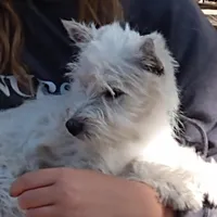 Westie boy, a male West Highland White Terrier for sale in Arroyo Grande, CA – Photo 1 of 3