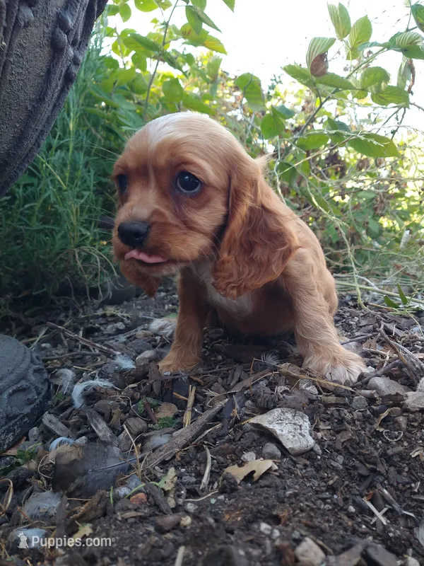Ginger – Cockalier puppy for sale in Arroyo Grande, CA