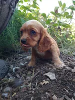 Ginger, a female Cockalier for sale in Arroyo Grande, CA – 1 of 9