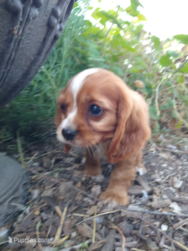 Jeffrey  – Cockalier puppy for sale in Arroyo Grande, CA