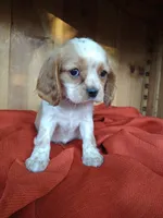 Buttercup , a female Cockalier for sale in Arroyo Grande, CA – 3 of 9