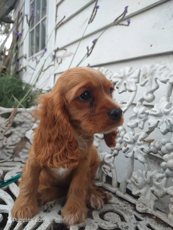 Ginger – Cockalier puppy for sale in Arroyo Grande, CA