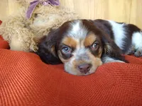 Cocoa, a male Cockalier for sale in Arroyo Grande, CA – 2 of 10