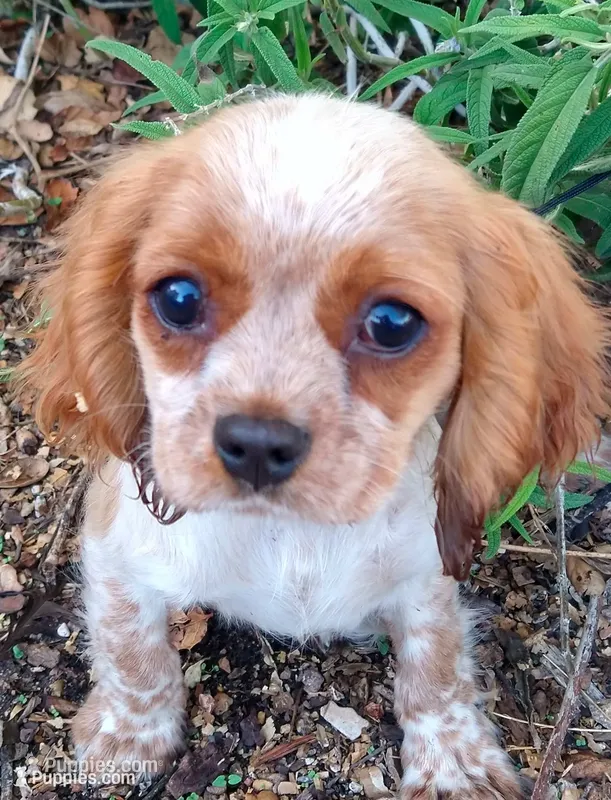 Buttercup  – Cockalier puppy for sale in Arroyo Grande, CA