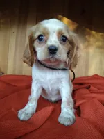 Buttercup , a female Cockalier for sale in Arroyo Grande, CA – 7 of 9