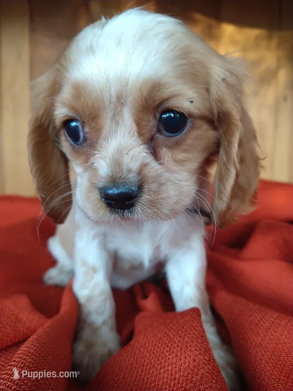 Buttercup  – Cockalier puppy for sale in Arroyo Grande, CA