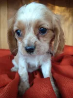 Buttercup , a female Cockalier for sale in Arroyo Grande, CA – 1 of 9