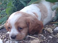 Bo, a male Cocker Spaniel and Cockalier for sale in Arroyo Grande, CA – 7 of 10