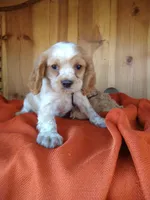 Clover, a male Cockalier for sale in Arroyo Grande, CA – 3 of 10
