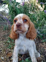 Honey, a female Cockalier for sale in Arroyo Grande, CA – 4 of 7