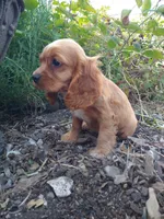 Ginger, a female Cockalier for sale in Arroyo Grande, CA – 5 of 9