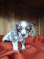Zephyr , a male Cockalier for sale in Arroyo Grande, CA – 8 of 10