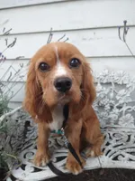 Bo, a male Cocker Spaniel and Cockalier for sale in Arroyo Grande, CA – 10 of 10