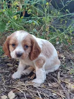 Bo, a male Cocker Spaniel and Cockalier for sale in Arroyo Grande, CA – 3 of 10