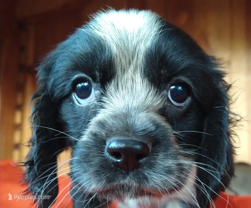 James – Cockalier puppy for sale in Arroyo Grande, CA